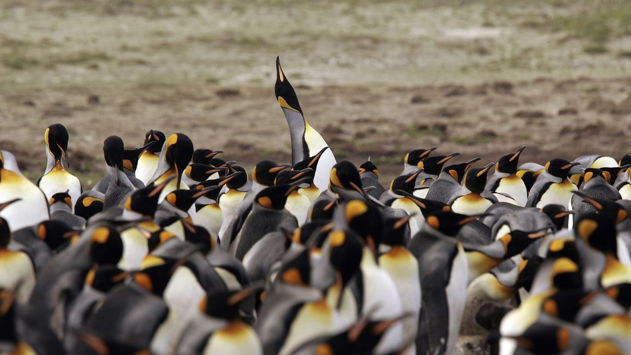 <strong>Emperor penguin colonies in Antarctica, South Georgia & Falkland Islands:</strong> A king penguin is caught on camera while performing its mating call at Volunteer Point, Falkland Islands.