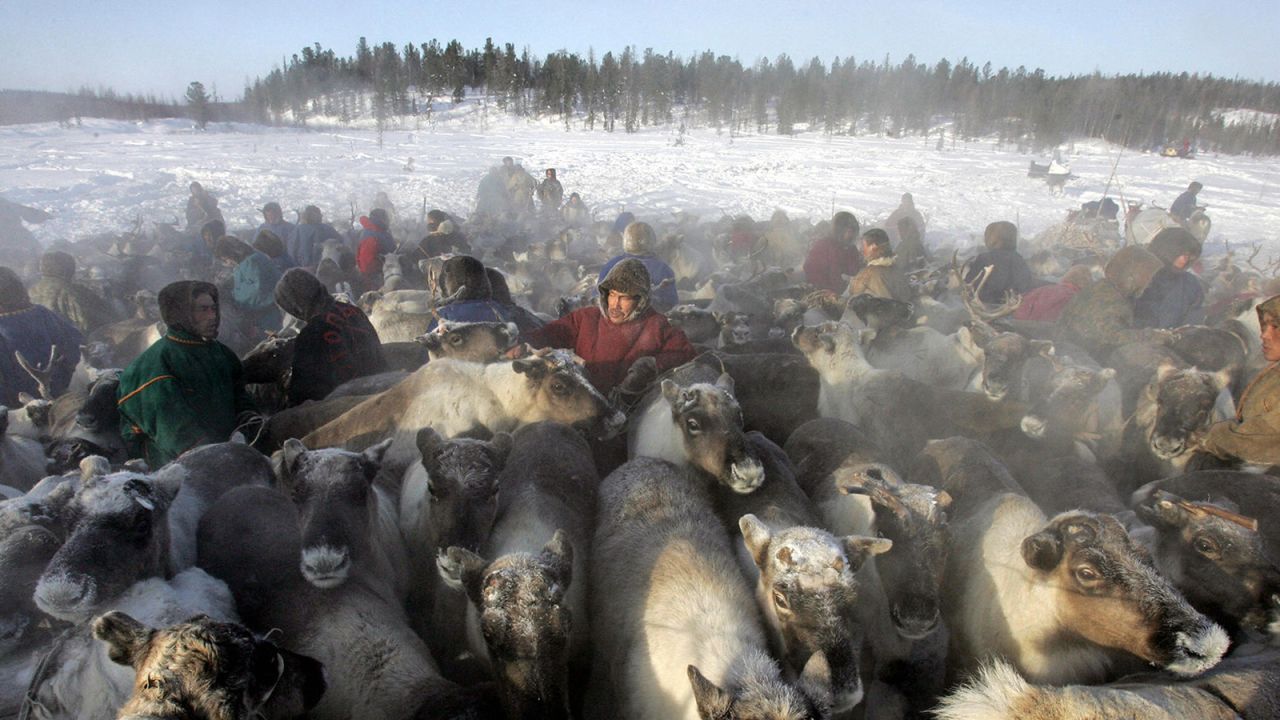 Travelers can now live with the Nenets, Russia's nomadic reindeer herders.