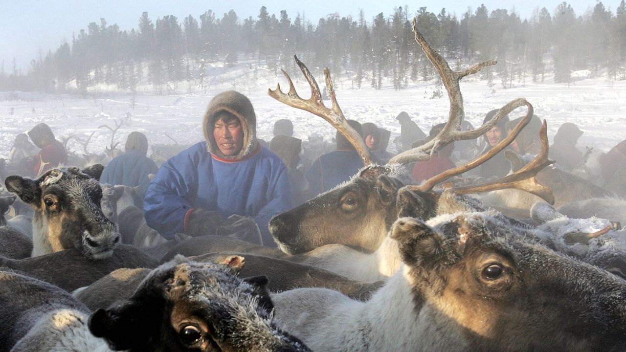 <strong>Reindeers in Russia: </strong>The indigenous Nenets, nomadic reindeer-herders, have started welcoming Intrepid travelers to live with them and their reindeer. The Nenets live at the edge of the Siberian Arctic, where temperatures can plummet to minus 50 Celsius.