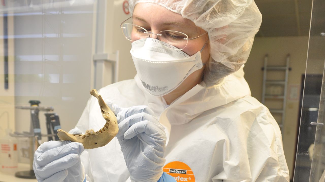 A scientist at the Max Planck Institute for the Science of Human History looks at a jaw bone. Bone, soft tissue and teeth were all studied as part of the research,