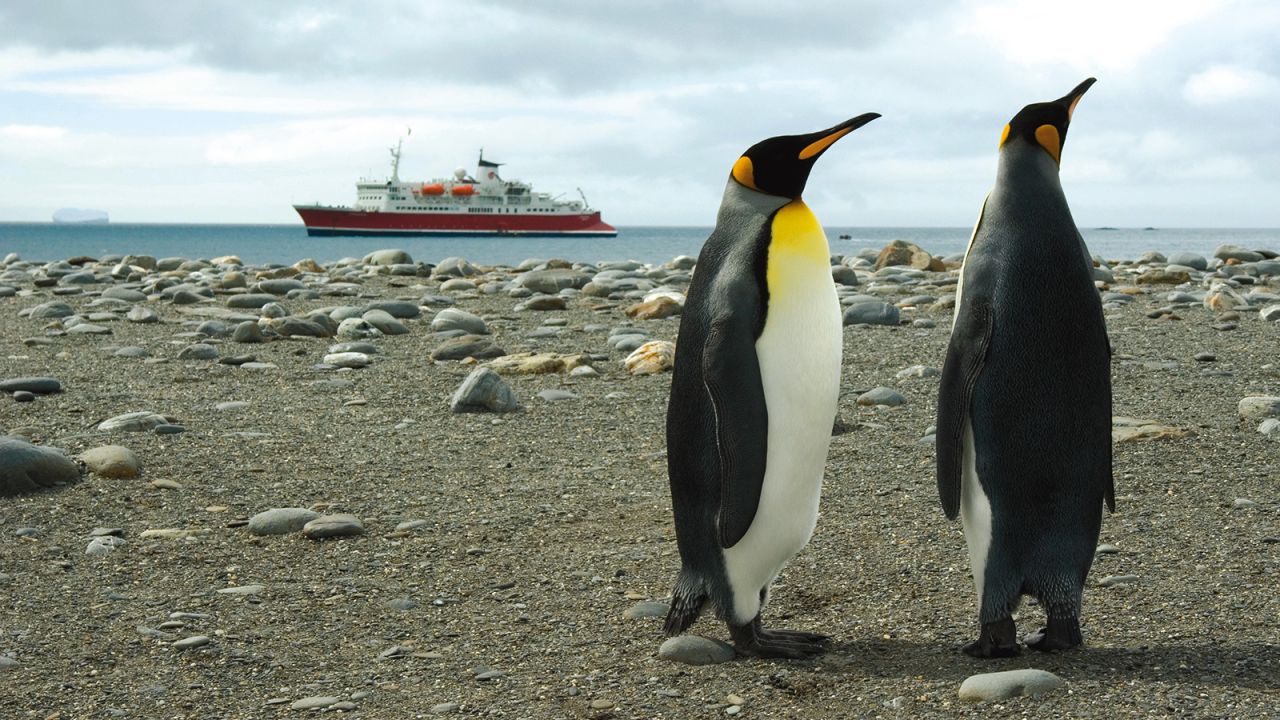 An encounter with king penguins is a breathtaking experience in Antarctica.