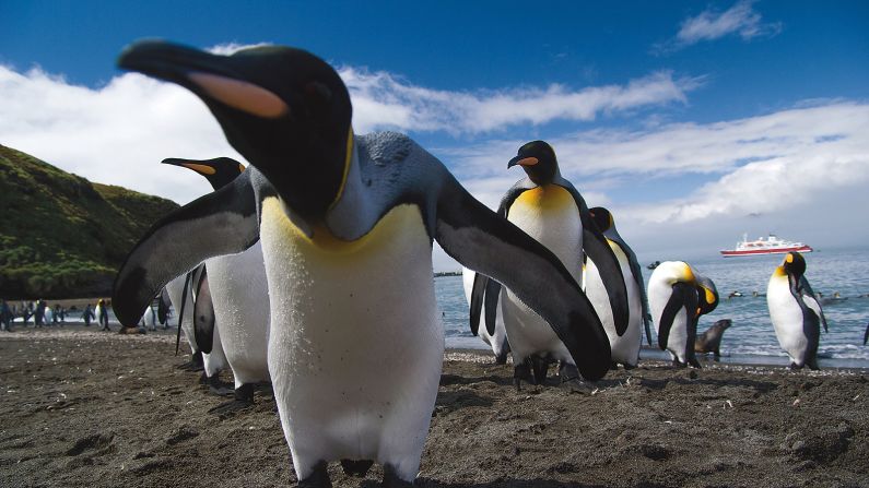 <strong>Emperor penguin colonies in Antarctica, South Georgia & Falkland Islands: </strong>Rugged South Georgia is a haven of hundreds of thousands of king penguins, in the shadows of gigantic icy peaks.