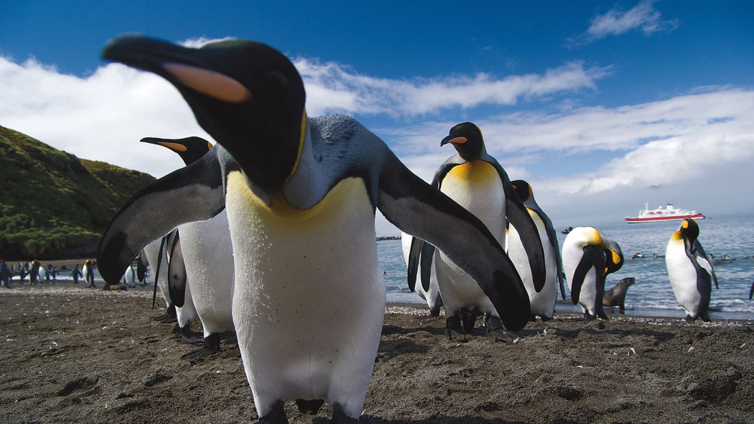 <strong>Emperor penguin colonies in Antarctica, South Georgia & Falkland Islands: </strong>Rugged South Georgia is a haven of hundreds of thousands of king penguins, in the shadows of gigantic icy peaks.
