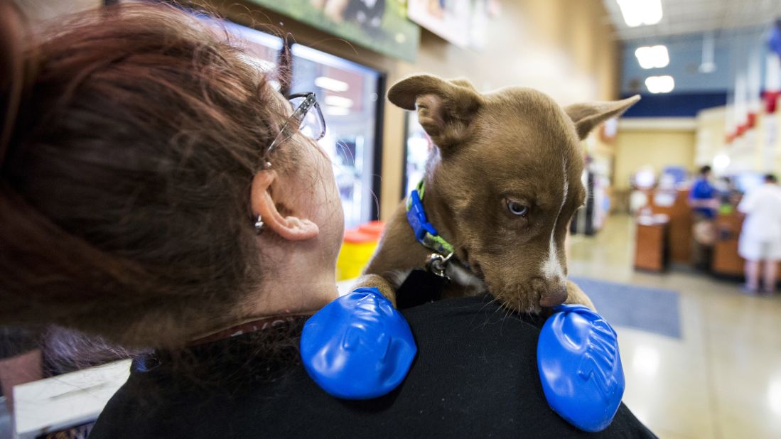 Morgan Reed, a promotions assistant for the Phoenix radio station KSLX, plays with a puppy wearing elastic booties at a PetSmart in Tempe, Arizona, on June 20. The radio station handed out the booties to protect dogs' paws from the hot pavement.