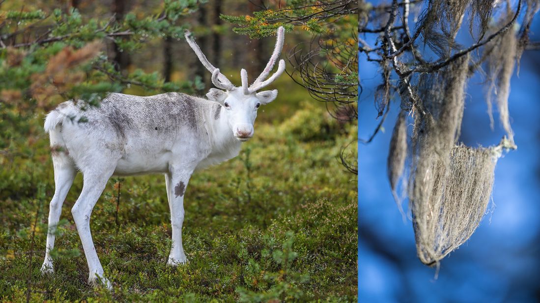 <strong>Rewilding Lapland: </strong>This is where <a href="https://www.rewildingeurope.com/areas/lapland/" target="_blank" target="_blank">Rewilding Lapland</a>, part of <a href="https://www.rewildingeurope.com" target="_blank" target="_blank">Rewilding Europe</a>, a pan-European organization working to make Europe a wilder place by restoring natural habitats and their indigenous species. 