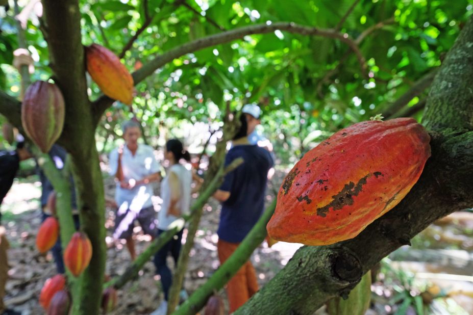 The brewers reach for everything from locally made Marou chocolate (cacao plants pictured) to Dalat coffee, passion fruit, cacao  and even divisive durian -- a spiky Asian fruit with a distinct smell.