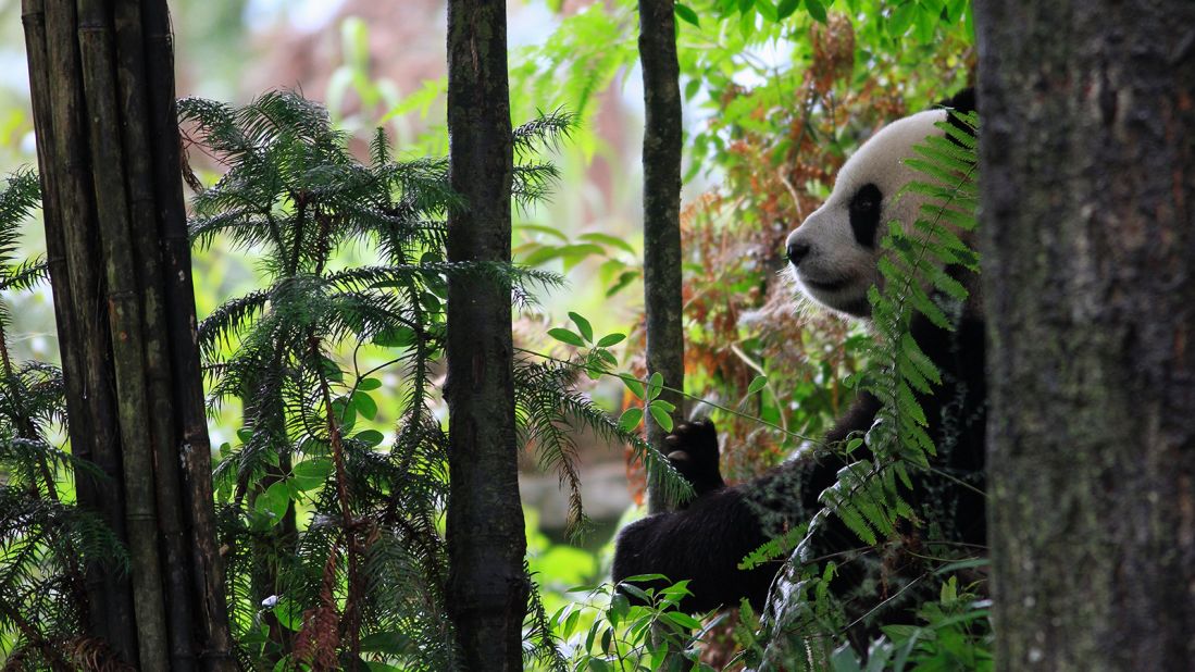 <strong>Giant pandas in China's mountains: </strong>Supported by the WWF, these little-visited wilderness shelters are also home to moon bears, shaggy takin, blue sheep and golden monkeys. (Photo by Brad Josephs)