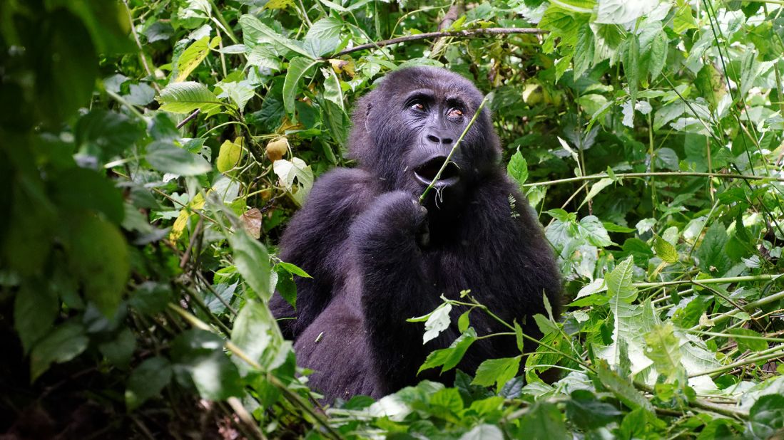 <strong>Gorillas in Democratic Republic of Congo: </strong>Wild Frontiers offers a trekking tour into the equatorial rainforest of DR Congo's Kahuzi-Biega National Park to meet the small population of Eastern Lowland Gorillas.