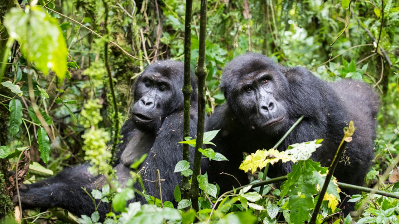<strong>Gorillas in Democratic Republic of Congo: </strong>It offers the chance to be one of the first to explore a region yet to emerge as a major travel destination.