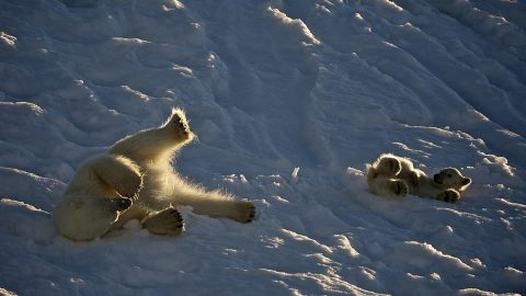 (Dominic Barrington/Hurtigruten Svalbard)