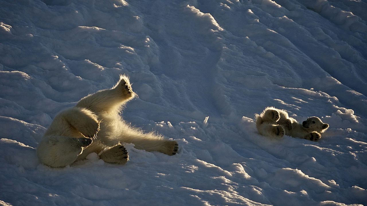 Watching mother polar bear and cub roll in the ice makes the cold in Norway's Arctic more endurable. (Dominic Barrington/Hurtigruten Svalbard)