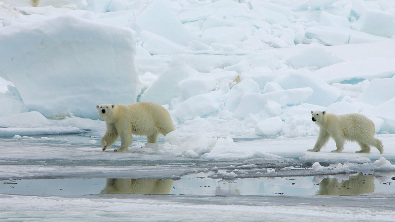 <strong>Polar bears in Norway's Arctic:</strong> One of the best ways to see them is via a cruise to Norway's remote and spectacular fjords in Spitsbergen. (Nina Bailey/Hurtigruten Svalbard)