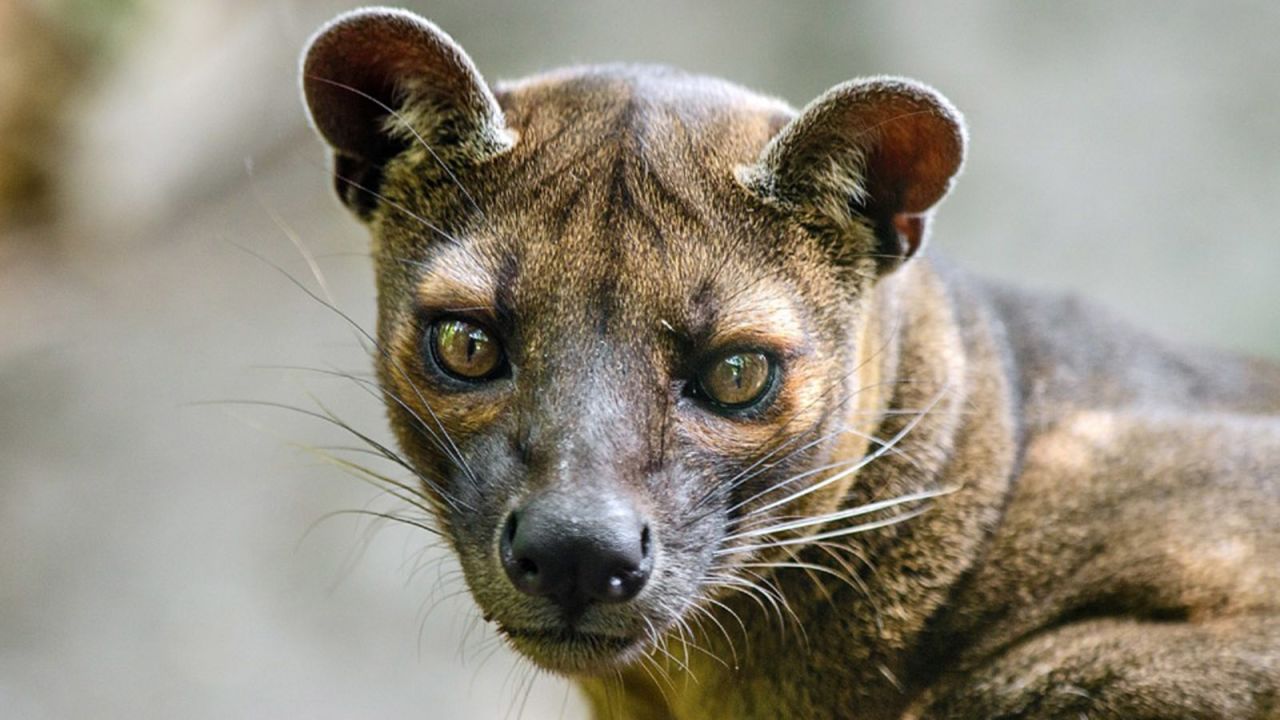 <strong>Fossa in Madagascar: </strong>Seeing a fossa, Madagascar's largest carnivorous predator, is rare but impressive. A cross between a cat and a mongoose, the fossa is endemic to Madagascar and can be tracked in the island's Kirindy forest.