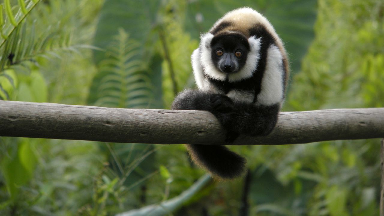 <strong>Lemur in Madagascar:</strong> Expect to meet several of Madagascar's 106 species of lemur, including this ring-tailed lemur.