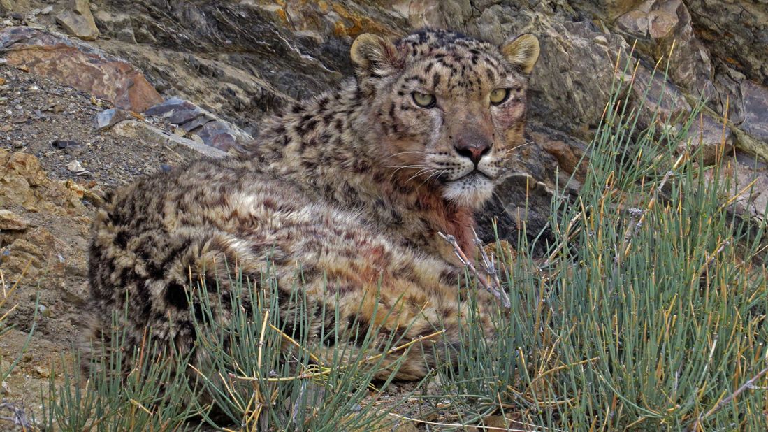 <strong>Snow leopard in Ladakh, India: </strong>The snow leopard is a captivating creature of hazy fur and olive eyes, incredibly well camouflaged and agile in its extreme setting. (Norboo/Steppes Travel)