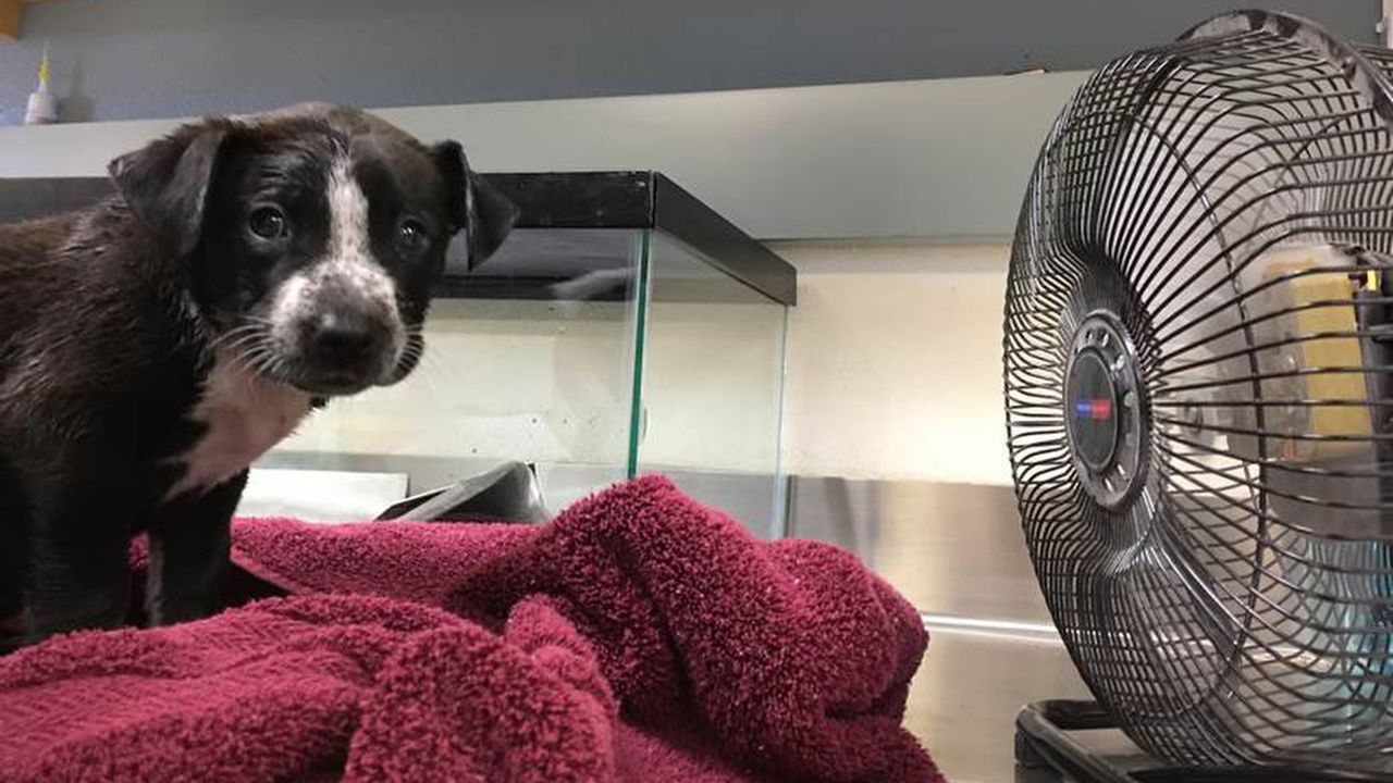 A fan is pointed at a dog that was rescued from a car in Riverside, California, on June 21.