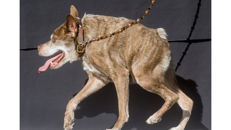 Snoring, gassy' Martha wins World's Ugliest Dog | CNN