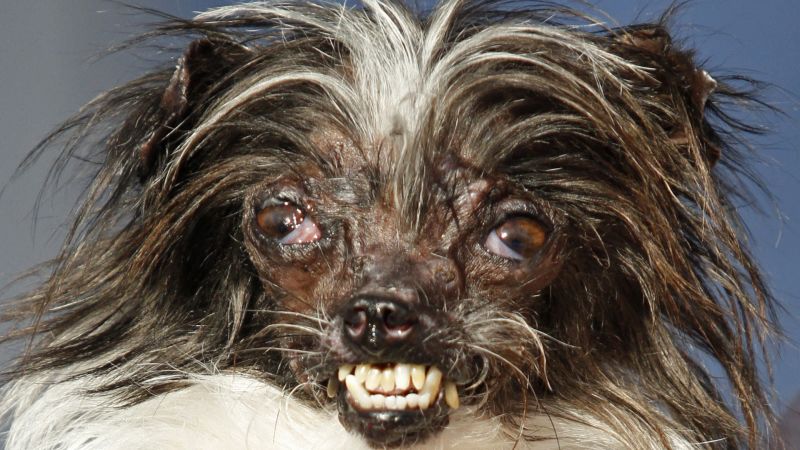 Chinese crested store dog ugliest dog