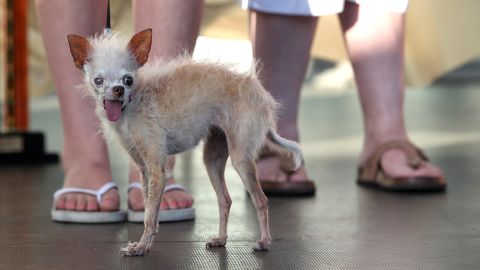 World's Ugliest Dog champion in 2011, this pooch named Yoda was.