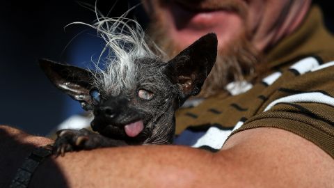 SweePee Rambo, a nearly-hairless wonder from Van Nuys, California, sticks her tongue out in celebration after winning the 2016 World's Ugliest Dog contest.