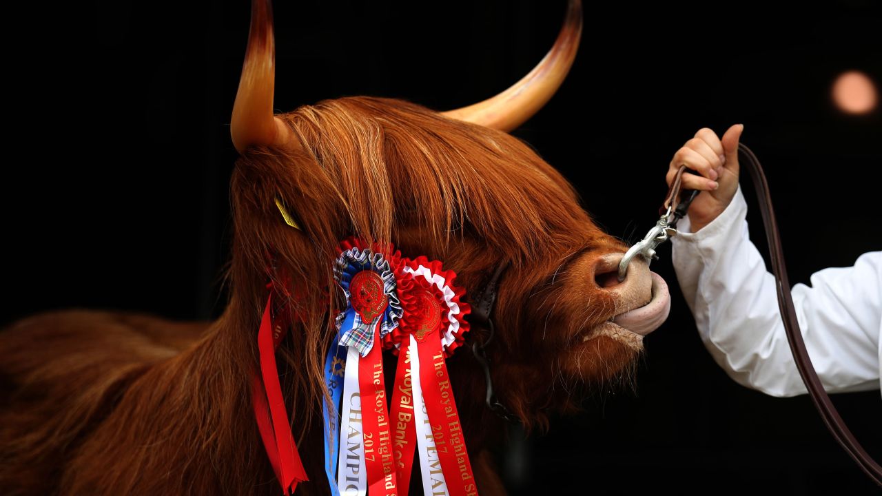 Eleanor, a Highland cow from the Ranch Fold farm in Letham, Scotland, wears a champion ribbon Thursday, June 22, during the Royal Highland Show in Edinburgh, Scotland.