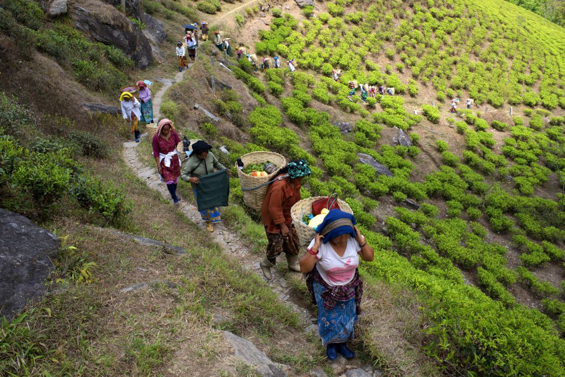 Women carry plucked tea leaves through the Darjeeling hills.