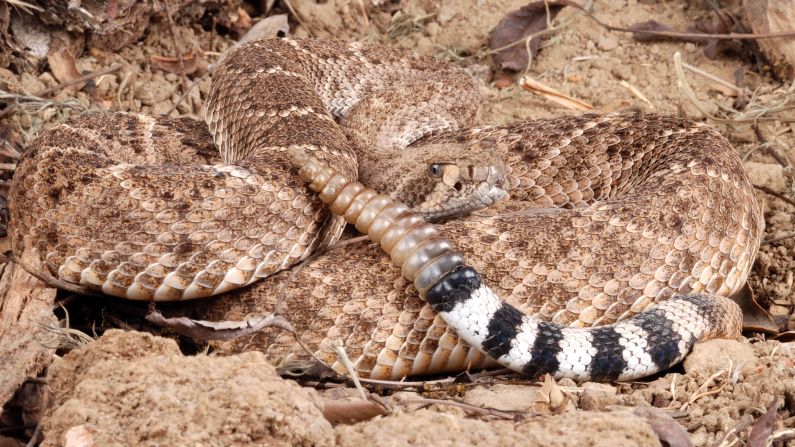 Western diamondback rattlesnakes (scientific name: <a  target="_blank" target="_blank">Crotalus atrox</a>) rank among the largest of rattlesnakes, growing, on average, to a length of 30 to 90 inches, with most ranging between one and four feet. The preferred climate of this snake is semiarid areas such as mountains, deserts, canyons and rocky foothills. Western diamondbacks inhabit California, Arizona, New Mexico, Oklahoma, Texas and Arkansas. Like other snakes, this one can grow back any broken fangs, which happens often.  While young, this snake will make a snack of large insects and frogs. As it grows older, it eats small mammals, birds and lizards.