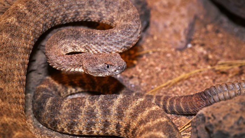 The tiger rattlesnake (scientific name: <a  target="_blank" target="_blank">Crotalus tigris</a>) ranges in length from from about 18 inches to 36 inches, with an average length of about two feet. Generally, its head is small and its rattle is long. Though relatively undersized for a rattlesnake, the tiger rattler carries the dubious distinction of being the most toxic of the American venomous snakes. Tiger rattlesnakes live in southern and central Arizona and the Gulf of California. These snakes commonly gorge on small mice and other small mammals, including rats and lizards.