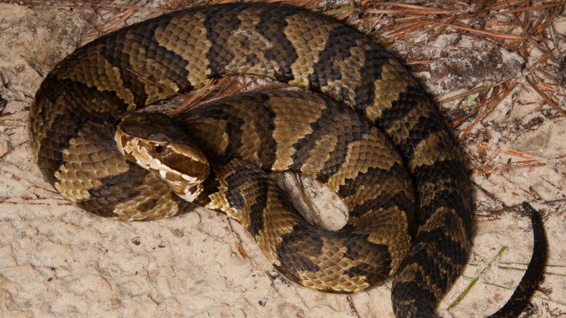 Cottonmouths (scientific name: <a  target="_blank" target="_blank">Agkistrodon piscivorus</a>) reach an average adult size of 20 to 48 inches with a heavy body. A threatened cottonmouth may respond by opening its mouth as if ready to bite -- it's the white color of its interior mouth that gave rise to the name cottonmouth. They are also known as water moccasins. These snakes can make a home anywhere along the East Coast from Virginia to Florida, extending as far west as Eastern Texas. Standard meals include fish, frogs, mice, rats and other small mammals.