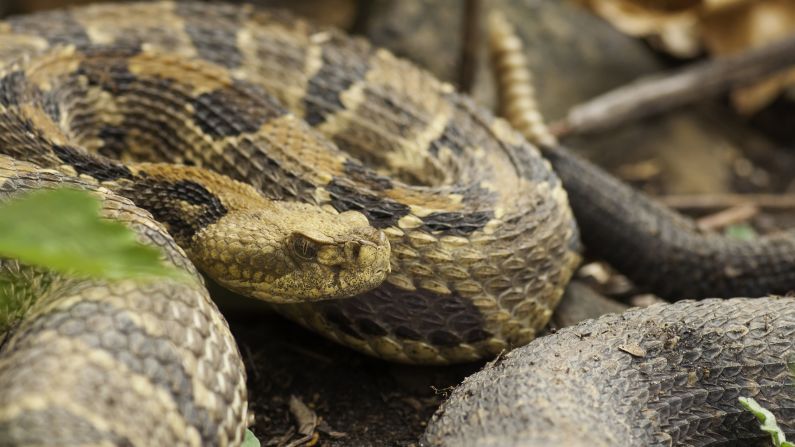 Timber rattlesnakes (scientific name: <a  target="_blank" target="_blank">Crotalus horridus</a>) possess characteristic rattles on the end of their tales and, fully grown, they range in length from 30 to 60 inches. The snake pictured here is a pregnant female. Generally, timber rattlesnakes can be found in the area of the United States extending from southern New Hampshire to northern Georgia and west to the southwestern portion of Wisconsin and northeastern portion of Texas. Timber rattlers can acclimate to a variety of habitats, including lowland thickets, high swamp areas, river floodplains, hardwood and pine forests, rural farming regions, and mountainous areas, particularly the Appalachian Mountains. Mostly these snakes feast on small rodents, including squirrels and rabbits. 