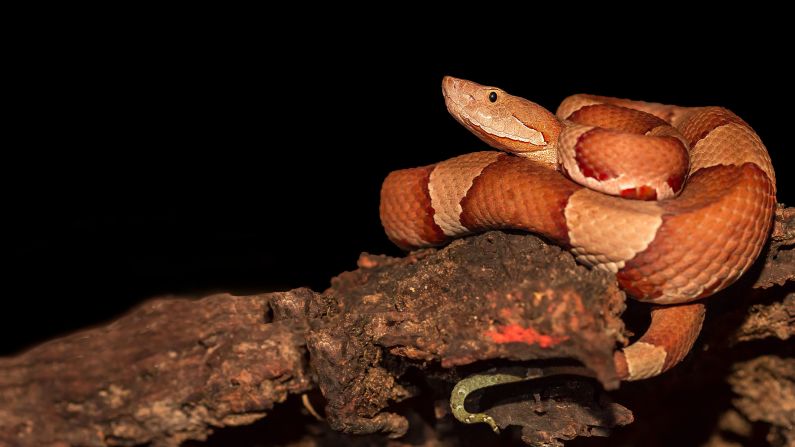 Copperheads (scientific name: <a  target="_blank" target="_blank">Agkistrodon contortrix</a>) reach an average adult size of 24 to 40 inches with a heavy body and elliptical eyes. A type of pit viper, copperheads can be found in the center and East Coast of the United States. In the mountains, copperheads prefer dry, rocky hillsides. Along the coast, they favor hardwood forests and swamps, yet they also reside in suburban areas of large cities. The majority of snake bites in the Southeast are caused by these well-camouflaged snakes, though its venom is not very potent. They dine on everything from insects to birds, amphibians, lizards, snakes and small mammals.