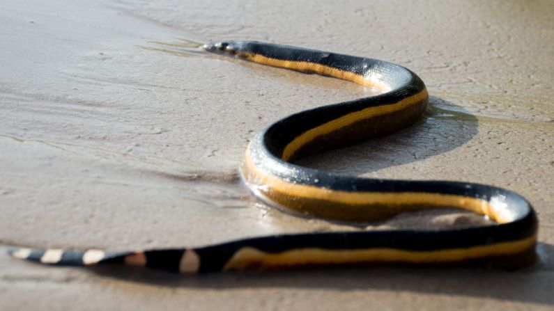 Yellow belly sea snakes (scientific name: <a  target="_blank" target="_blank">Pelamis platurus</a>) reach an average adult size of 10 to 45 inches with a flattened body. Able to spend up to three hours underwater without surfacing, research suggests 87% of the time this snake dwells underwater. Needing warm water, yellow belly sea snakes normally reside in tropical areas of the Indian and Pacific Oceans and can be found in Central America, Mexico, and Baja California. This ambush predator waits quietly at the surface of the water, waiting for fish to swim by, and then makes a meal of small fish and eels. 