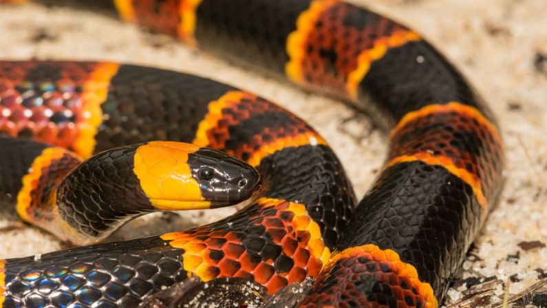 Coral snakes (scientific name: <a href="index.php?page=&url=http%3A%2F%2Fwww.snake-removal.com%2Fcoral.html" target="_blank" target="_blank">Micrurus</a>) come in both Eastern and Western varieties, with the former type pictured here.  At its longest, an adult may grow to 30 inches while maintaining a slender body. The Eastern coral is more common than the Western, but in their natural habitats of southeastern or southwestern United States, neither are seen very often. These snakes are naturally reclusive, emerging from their dens only rarely. Coral snakes feed on a diet of other reptiles and snakes (even other coral snakes), with the occasional frog thrown in.