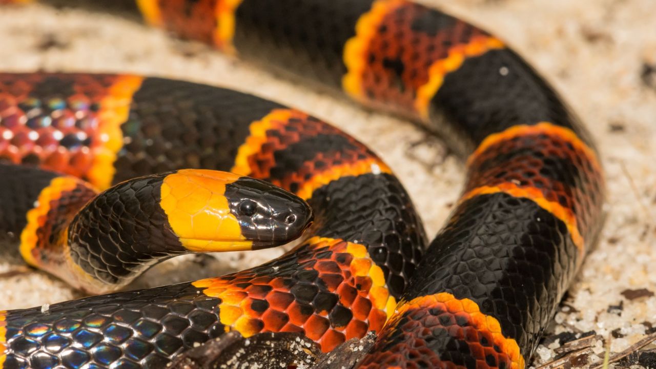 Coral snakes (scientific name: <a href="http://www.snake-removal.com/coral.html" target="_blank" target="_blank">Micrurus</a>) come in both Eastern and Western varieties, with the former type pictured here.  At its longest, an adult may grow to 30 inches while maintaining a slender body. The Eastern coral is more common than the Western, but in their natural habitats of southeastern or southwestern United States, neither are seen very often. These snakes are naturally reclusive, emerging from their dens only rarely. Coral snakes feed on a diet of other reptiles and snakes (even other coral snakes), with the occasional frog thrown in.