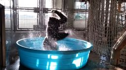 Dallas Zoo video show Western Lowland gorilla Zola "dancing" in a pool. 