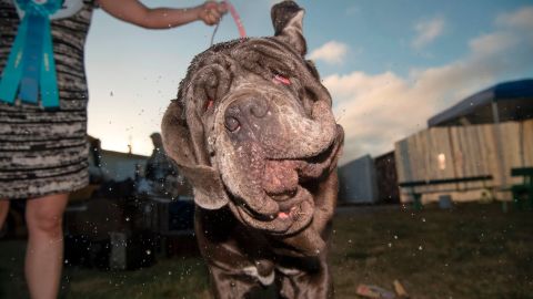 Martha, a Neapolitan Mastiff, shakes water off her head after winning the World's Ugliest Dog Competition on Saturday. 