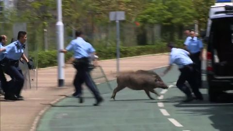 Police trying to capture a boar in Hong Kong's financial district in 2017.