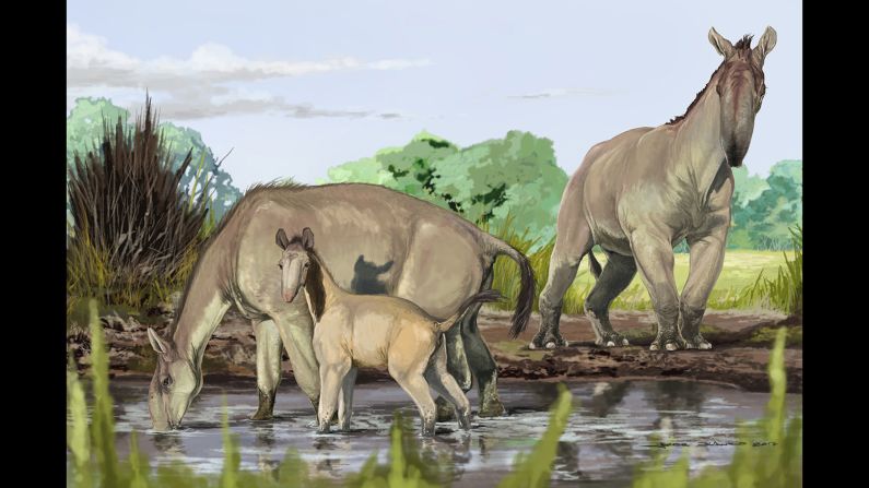 An artist's reconstruction shows Macrauchenia patachonica, which roamed South America thousands of years ago. Combining a range of odd characteristics from llamas and camels to rhinos and antelopes, <a href="index.php?page=&url=http%3A%2F%2Fwww.cnn.com%2F2017%2F06%2F27%2Fworld%2Fextinct-animal-ungulate-macrauchenia-darwin-tree-of-life%2Findex.html">Macrauchenia</a> defied clarification until now and has been added to the tree of life. It belongs to a sister group of Perissodactyla, which includes horses, rhinos and tapirs.