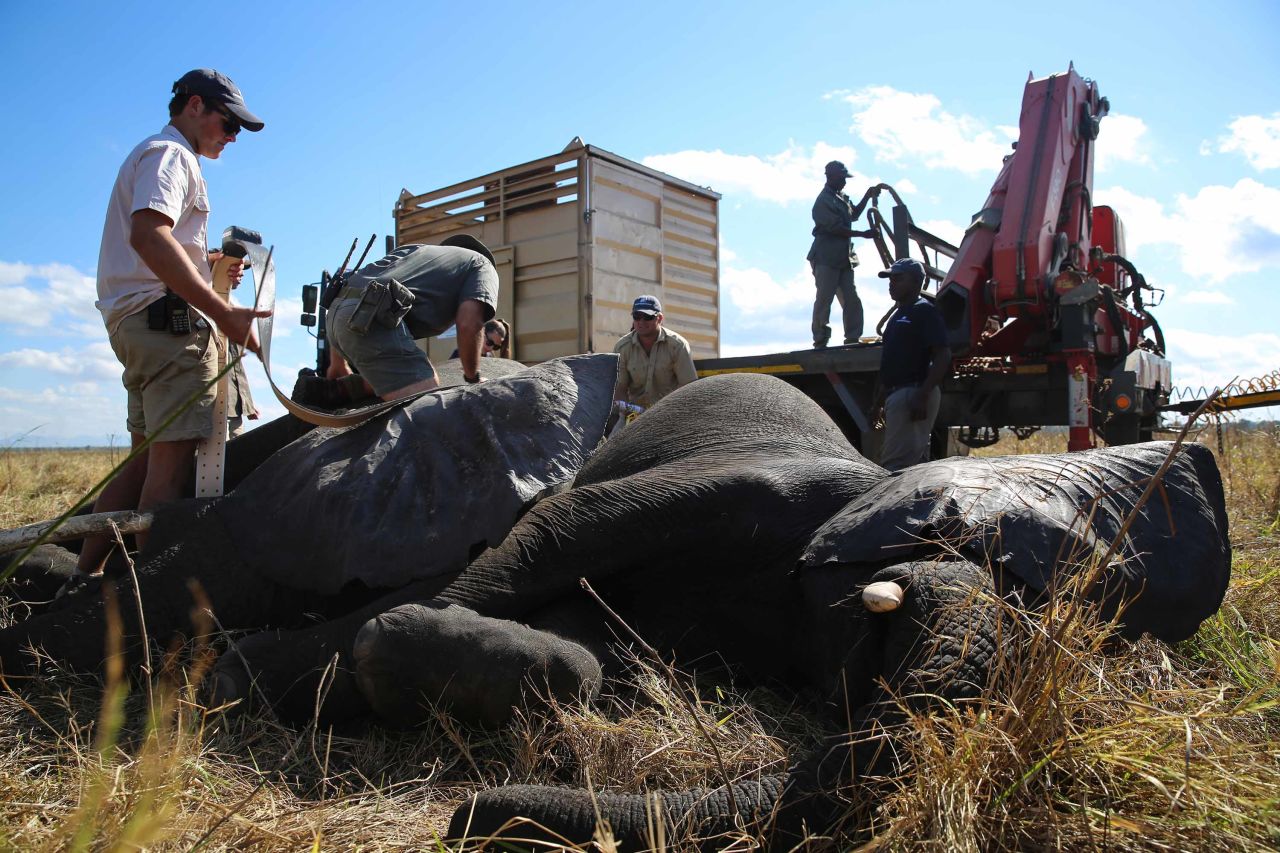 The team prepares two elephants for transfer. By waking the elephants in the field, inside a specially-designed crate, the team reduces the amount of drugs they must be given.