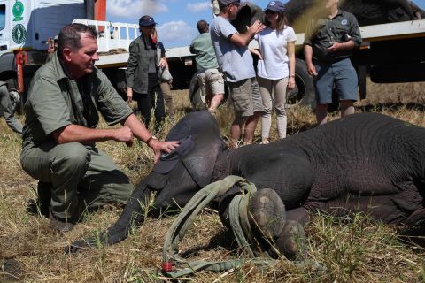 African Parks CEO Peter Fearnhead shields a young elephant's eyes; the elephants must be moved in family groups to give them the best chance of resettling in their new home.