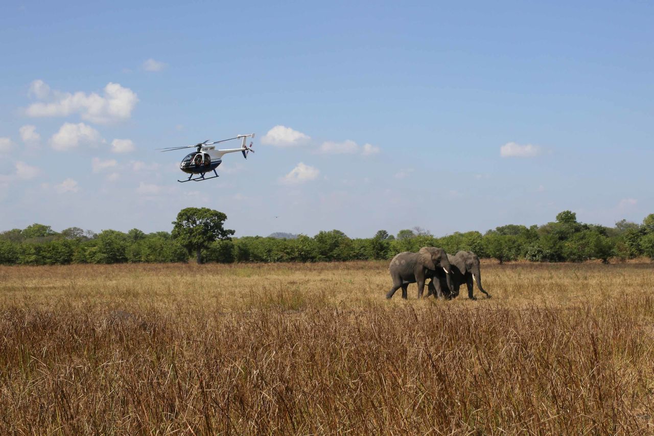 Elephants roam freely in Liwonde National Park. NGO African Parks took over the reserve in 2015, securing the park's borders to keep poachers out. 