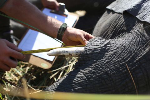 Measurements and details of vital signs are taken before the sedated elephants are loaded on to the trucks to be moved north to Nkhotakota Wildlife Reserve.