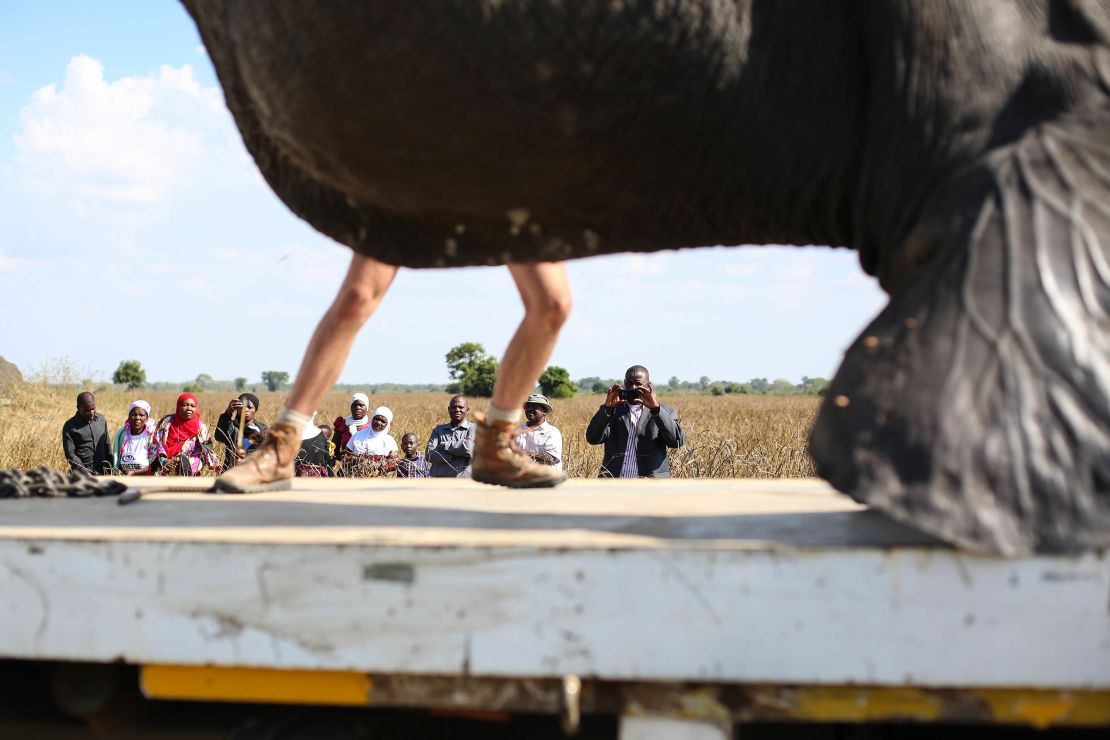 A conservation worker helps move an elephant. Local residents are invited to watch as part of an outreach program.