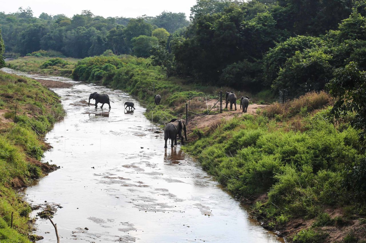 Elephants venture out into their new home, Nkhotakota Wildlife Reserve. The park once had an elephant population of 1,500, until poachers slaughtered all but 70 of the animals. "The park was under siege," says manager Samuel Kamoto.