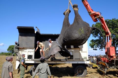 A tranquilized elephant is lifted into a wake-up crate. The spray-painted letter on its side identifies its family group. "They have very strong social bonds, so we use that to our advantage when we catch and load them," says Vickery.