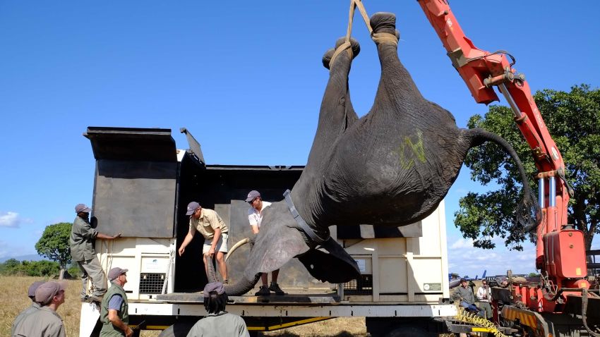 A tranquilized elephant is lifted into a wake-up crate. The spray-painted letter on its side identifies its family group. "They have very strong social bonds, so we use that to our advantage when we catch and load them. At the same time it is important for the adaptation on the other side of the reserve," says lead vet Kester Vickery.