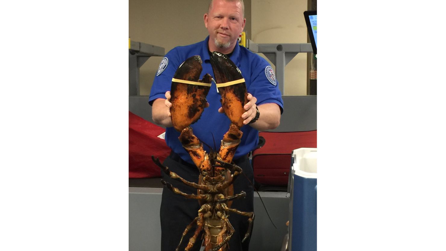 TSA agents at Logan Airport found a 20-pound lobster in a checked bag.