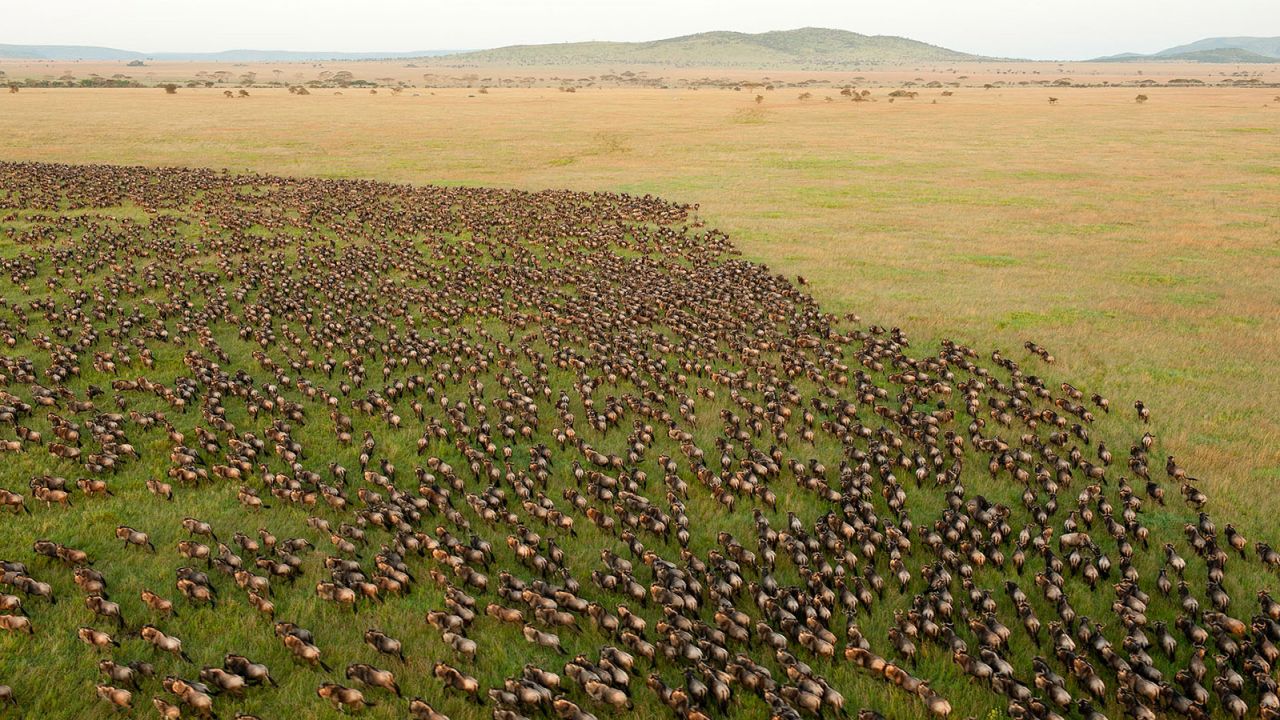 The Great Migration was spectacular this year.