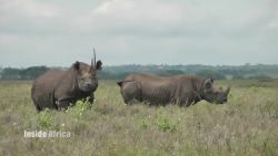 Inside Africa How microchips are saving Kenya's Black Rhinos B_00062118.jpg