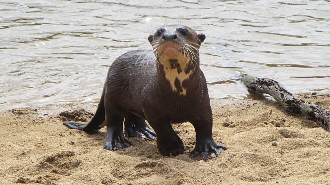 <strong>Giant otters in Guyana: </strong>Guyana's Karanambu is one of the best places to see the rapidly vanishing giant river otter. This one was spotted by the Rupununi River at Karanambu Lodge. (Photo by <a href="https://www.flickr.com/photos/davidstanleytravel/13973332592/in/photolist-nhLYXs-nfru7W" target="_blank" target="_blank">David Stanley</a>/Flickr/CC by 2.0) 